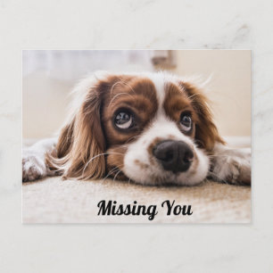 Postal Cachorro Adorable/Spaniel Ojos Tristes Foto Te Ext