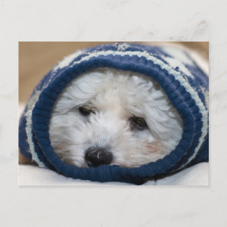 Postal Cachorro azul invernal