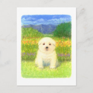 Postal Cachorro blanco