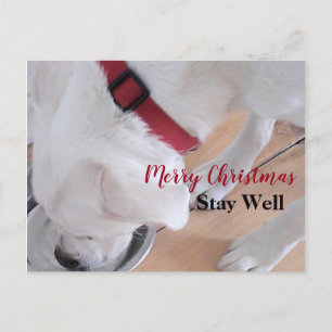 Postal Cachorro Blanco Adorable Bebiendo Agua Navidad Roj