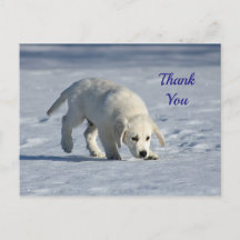 Cachorro Blanco Adorable Foto de Nieve Gracias