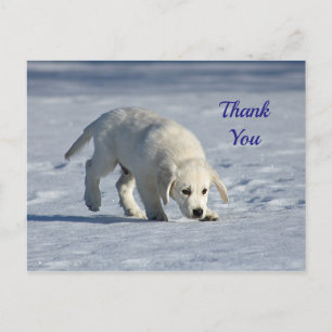 Postal Cachorro Blanco Adorable Foto de Nieve Gracias