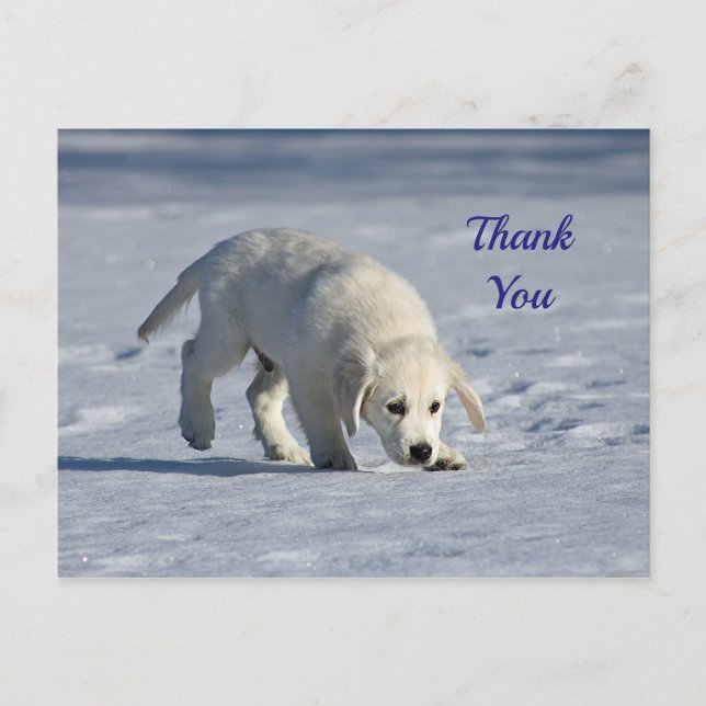 Postal Cachorro Blanco Adorable Foto de Nieve Gracias (Anverso)