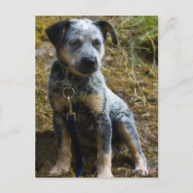 Postal Cachorro Blue Heeler (Anverso)