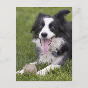 Postal Cachorro Cachorro Border Collie - En Blanco, Hola,