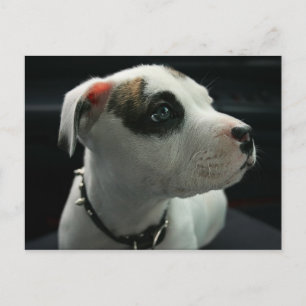 Postal Cachorro Cachorro Cachorro Cachorro