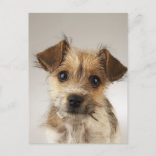 Postal Cachorro (Canis familiaris)