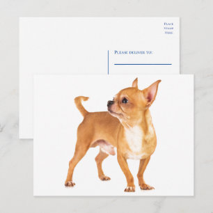 Postal Cachorro Chihuahua Adorable Te Extraña, Hola, Amor