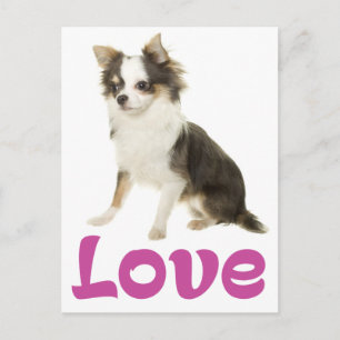 Postal Cachorro Chihuahua de pelo largo y amoroso