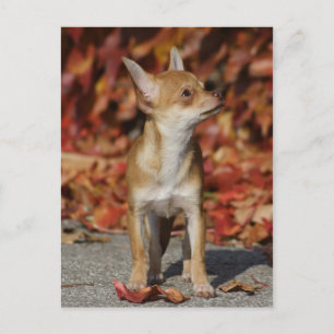 Postal Cachorro chihuahua marrón