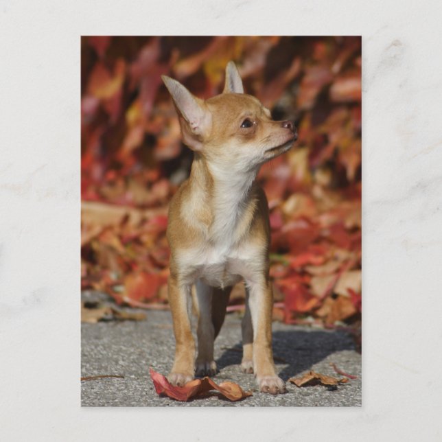 Postal Cachorro chihuahua marrón (Anverso)