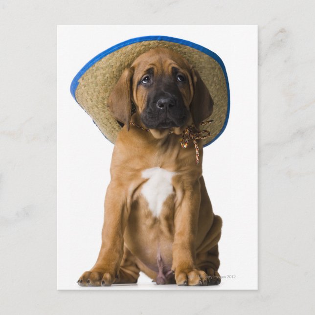 Postal cachorro con sombrero de vaquero (Anverso)