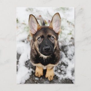 Postal Cachorro Cuidadoso Buscando