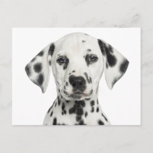 Postal Cachorro dálmata Hola, Gracias, Amor, Lo siento