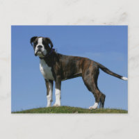 Cachorro de 3 meses