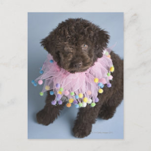 Postal Cachorro de agua italiano (Lagotto)