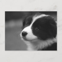 Cachorro de Border Collie