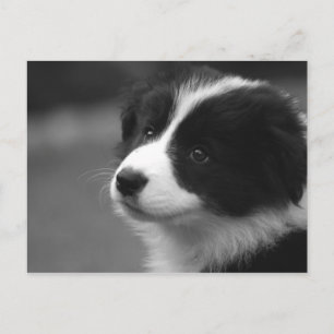 Postal Cachorro de Border Collie