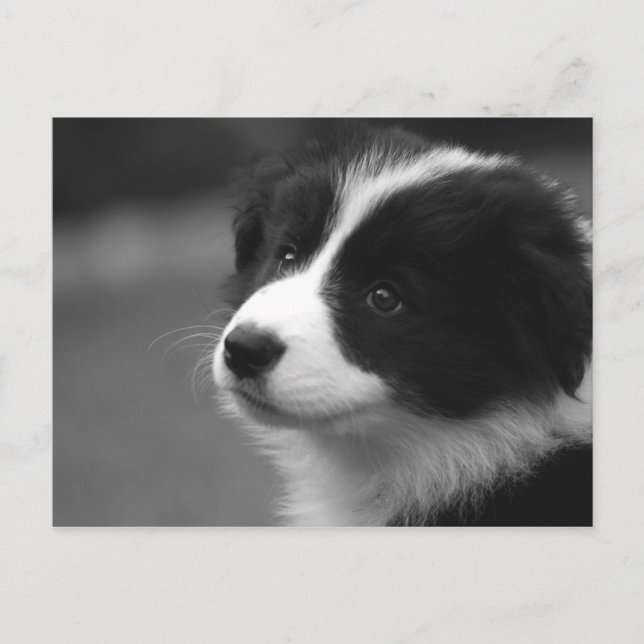 Postal Cachorro de Border Collie (Anverso)