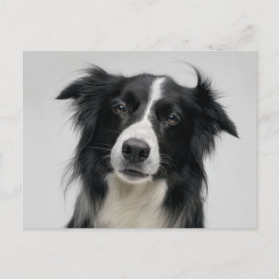 Postal Cachorro de Border Collie - Hola, Pensando en Ti