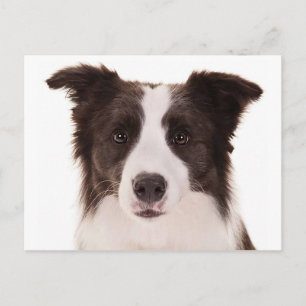 Postal Cachorro de Border Collie - Hola, Pensando en Ti