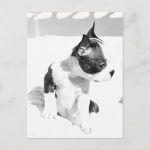 Postal Cachorro de Boston Terrier
