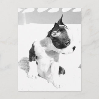 Postal Cachorro de Boston Terrier