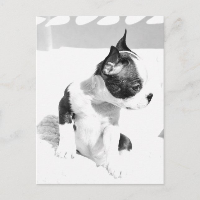 Postal Cachorro de Boston Terrier (Anverso)