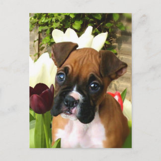 Postal Cachorro de boxeo en tulipanes
