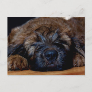 Postal cachorro de bribón