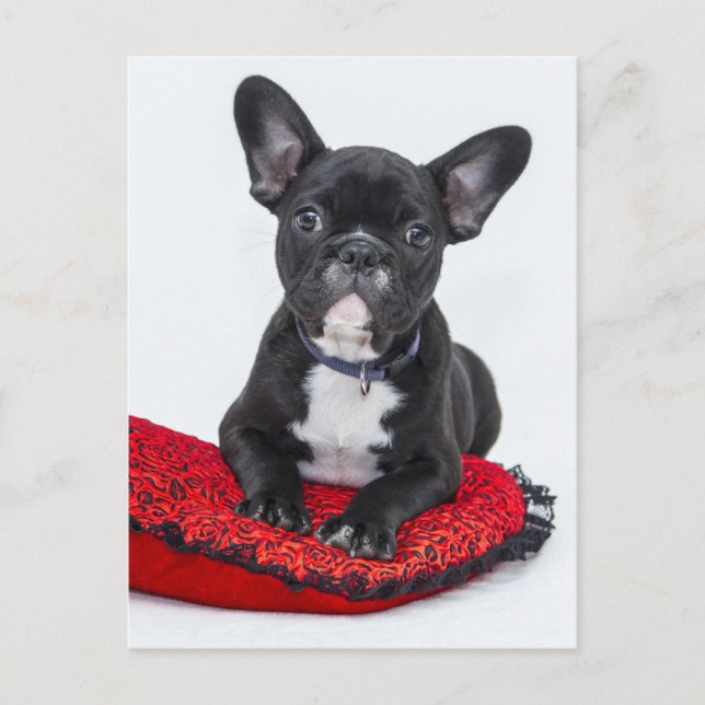 Postal Cachorro de Bulldog (Anverso)