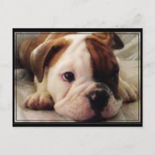 Postal cachorro de bulldog