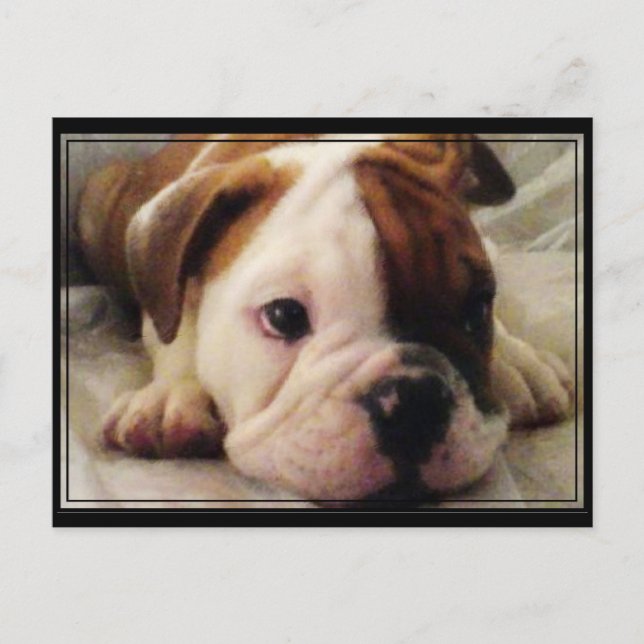Postal cachorro de bulldog (Anverso)