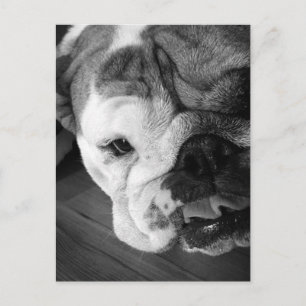 Postal Cachorro de Bulldog en inglés blanco y negro