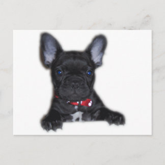 Postal Cachorro de Bulldog francés