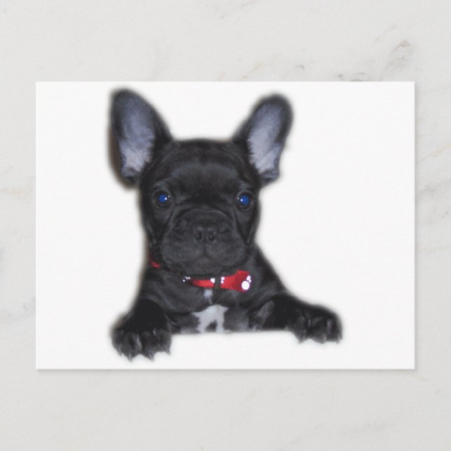 Postal Cachorro de Bulldog francés (Anverso)