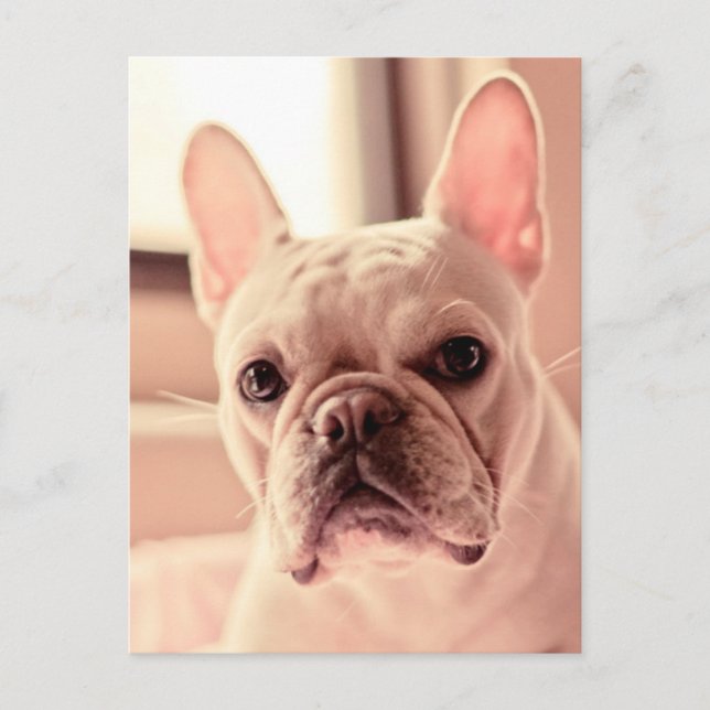 Postal Cachorro de Bulldog francés (Anverso)