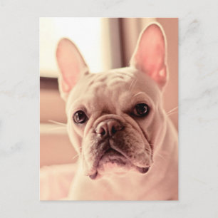 Postal Cachorro de Bulldog francés
