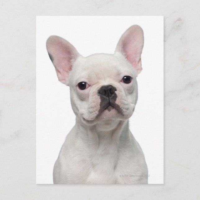 Postal Cachorro de Bulldog francés (5 meses de edad) (Anverso)