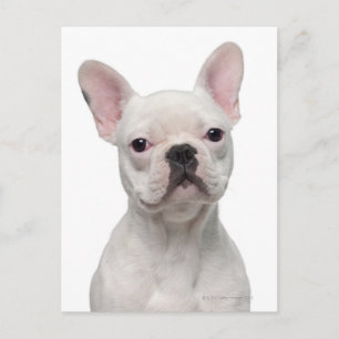 Postal Cachorro de Bulldog francés (5 meses de edad)