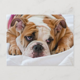 Postal Cachorro de Bulldog inglés