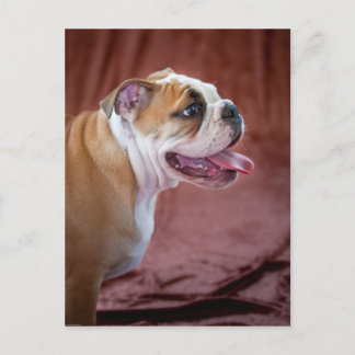 Postal Cachorro de Bulldog inglés
