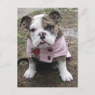 Postal Cachorro de Bulldog inglés