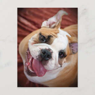 Postal Cachorro de Bulldog inglés