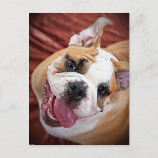 Postal Cachorro de Bulldog inglés (Anverso)