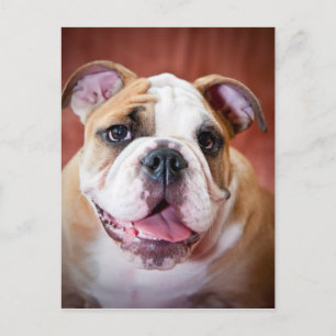 Postal Cachorro de Bulldog inglés