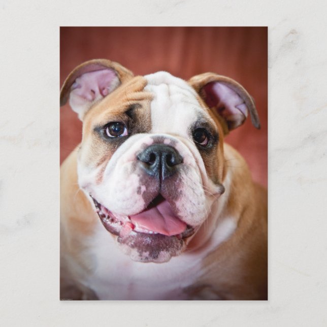 Postal Cachorro de Bulldog inglés (Anverso)
