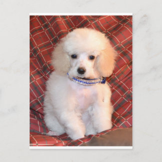 Postal Cachorro de cangrejo de juguete blanco