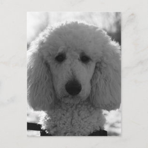 Postal Cachorro de cara de caniche en blanco y negro con 