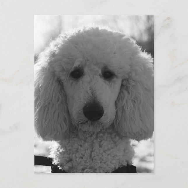Postal Cachorro de cara de caniche en blanco y negro con  (Anverso)